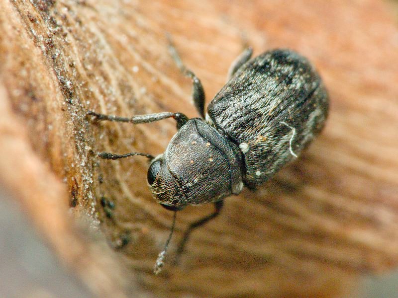 Rhaphitropis marchica (Herbst, 1797)